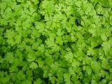 Смотреть изображение Anthriscus cerefolium