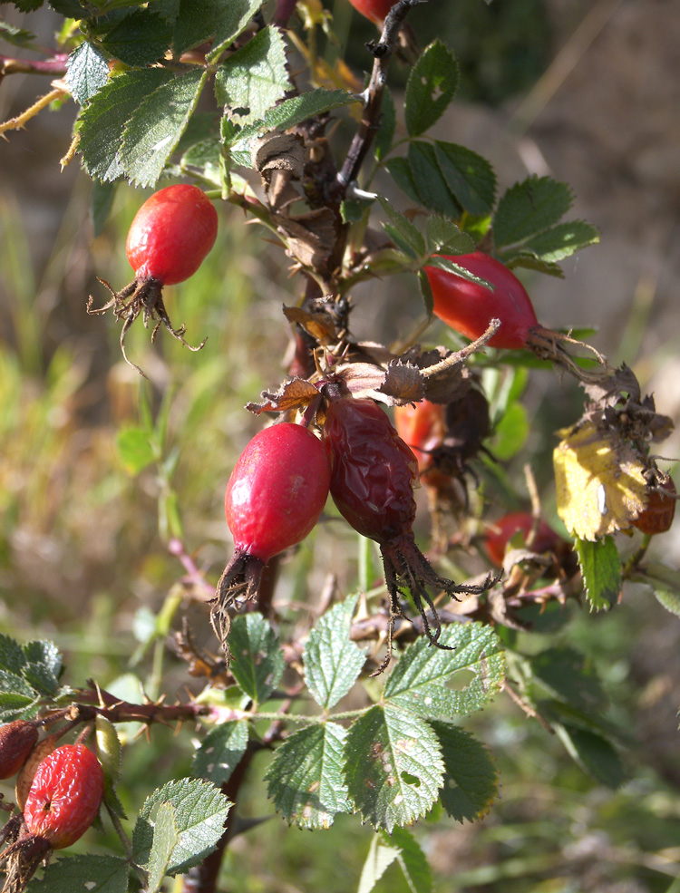 Изображение особи Rosa khasautensis.