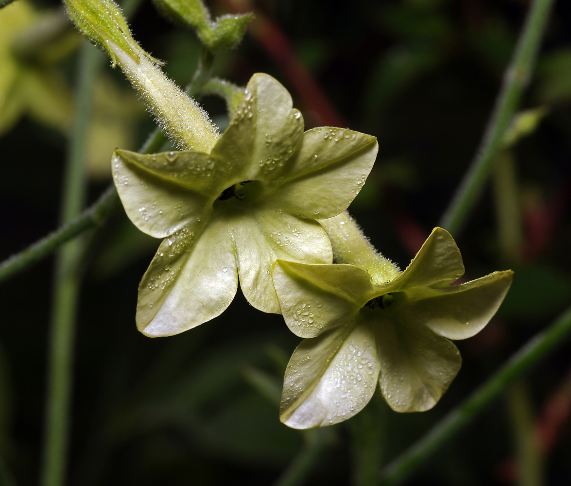 Image of Nicotiana alata specimen.