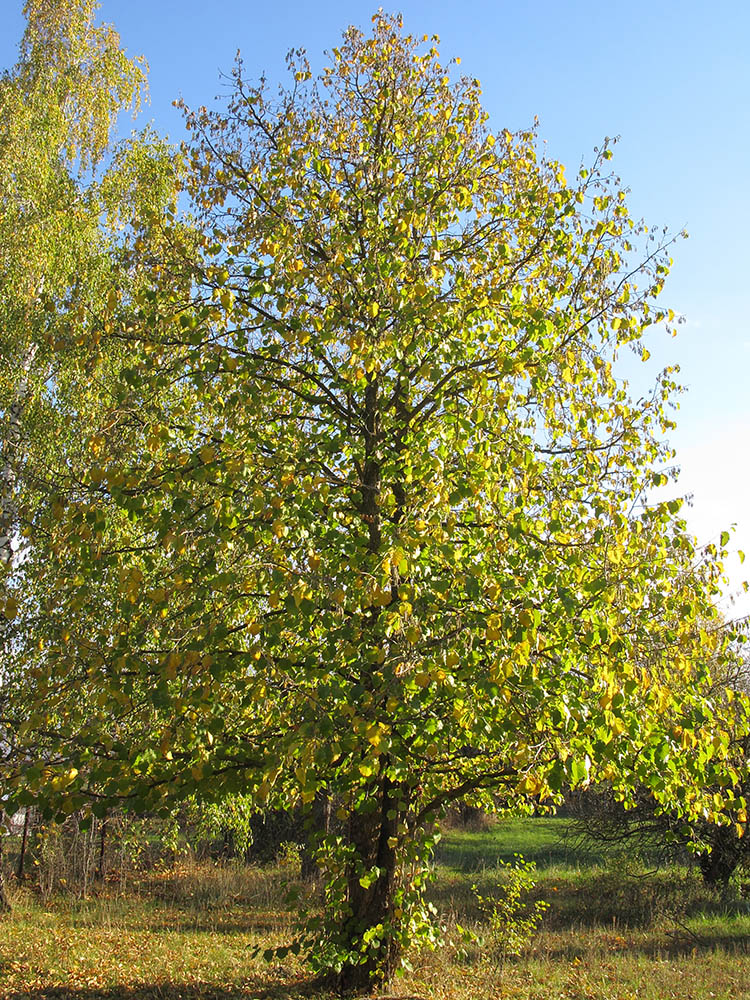 Изображение особи Corylus colurna.