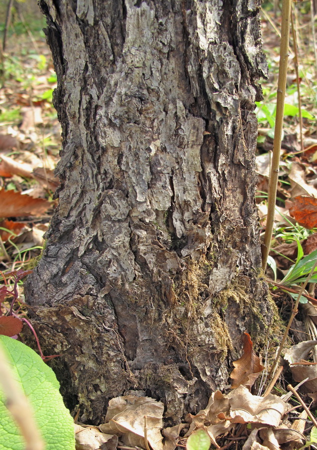 Image of Quercus crispula specimen.