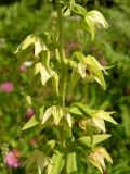 Epipactis papillosa. Часть соцветия. Хабаровский край, Ванинский р-н, окр. пос. Высокогорный, редкостойный белоберезник травяной, возникший на месте старой лиственничной гари. 04.08.2013.