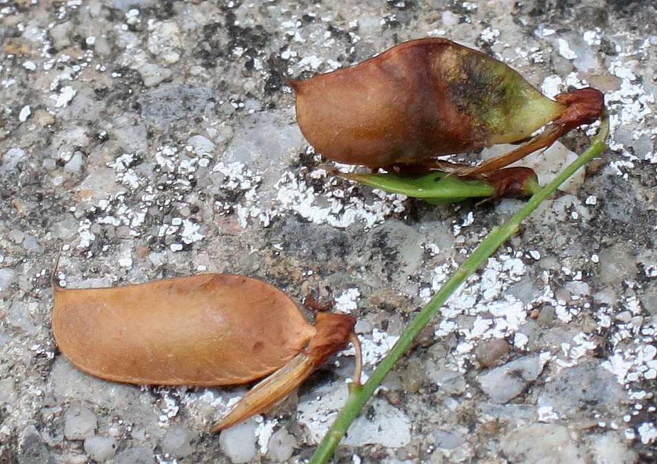 Image of Vicia cassubica specimen.