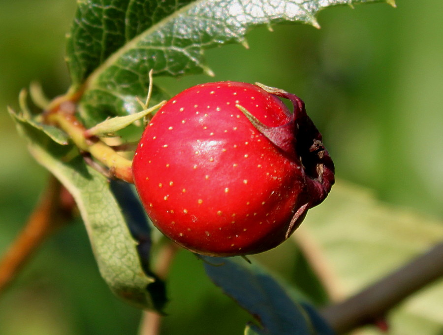 Изображение особи род Crataegus.