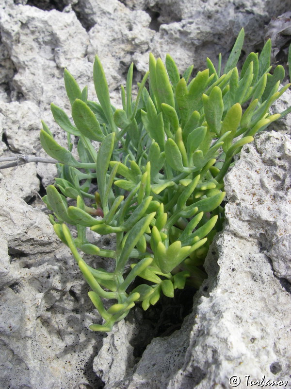 Image of Crithmum maritimum specimen.