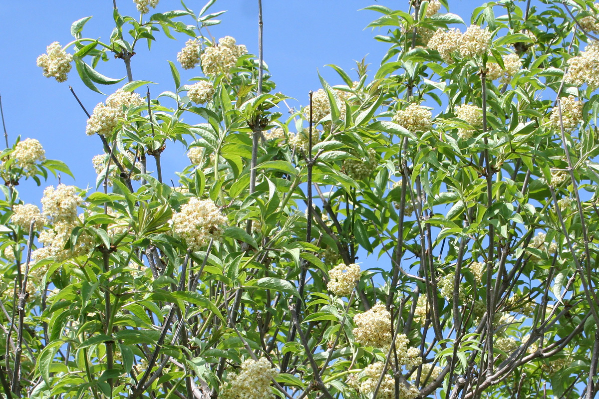 Image of Sambucus sibirica specimen.