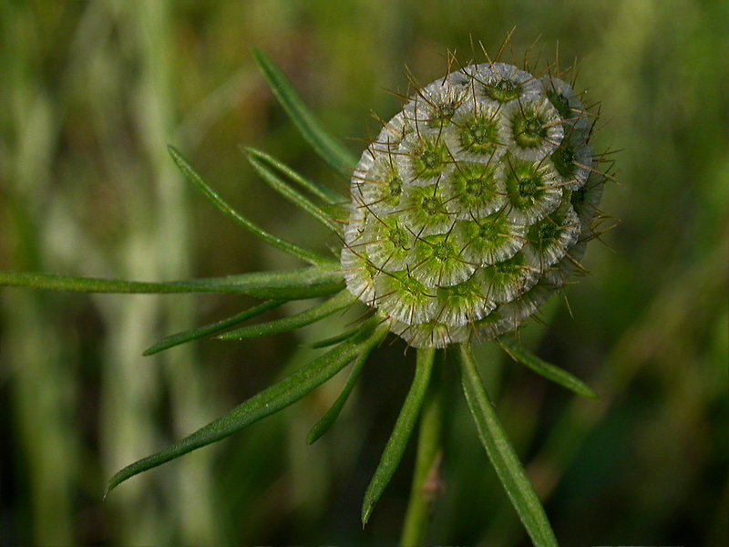 Image of Scabiosa ochroleuca specimen.