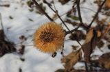 Inula helenium