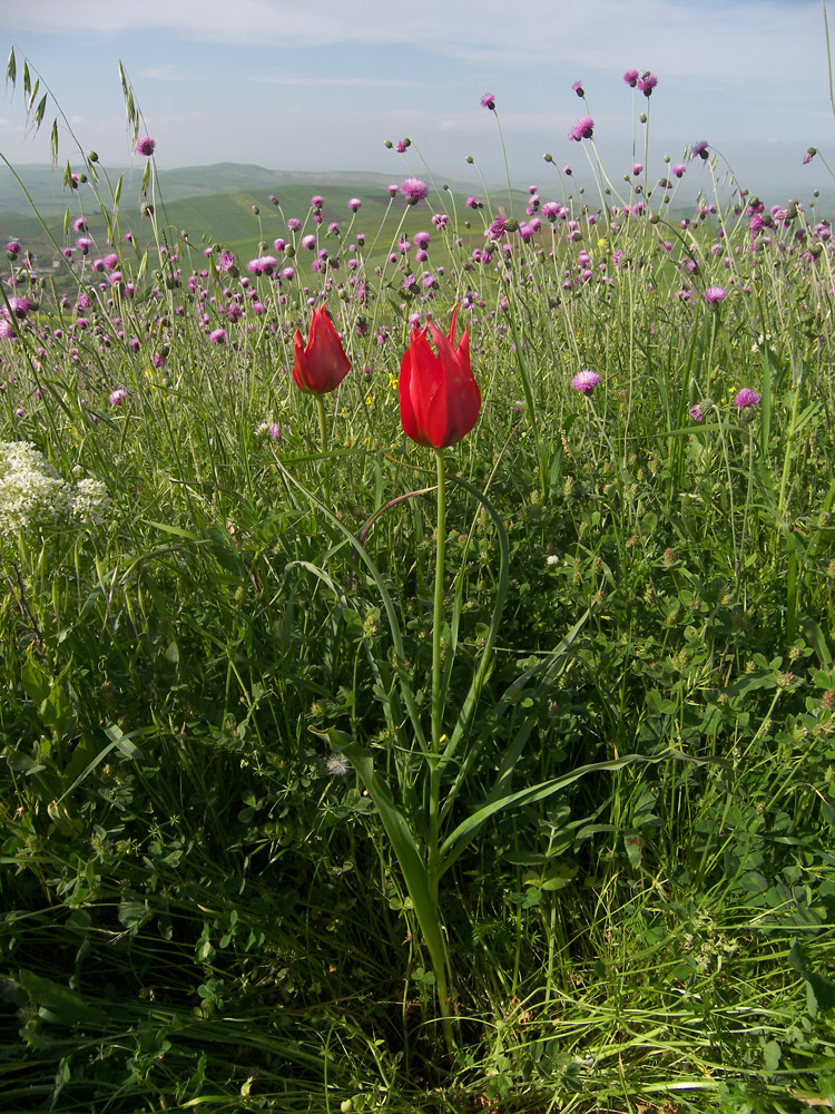 Изображение особи Tulipa schmidtii.