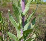 View full-size image Isatis costata