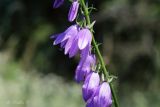 Campanula rapunculoides