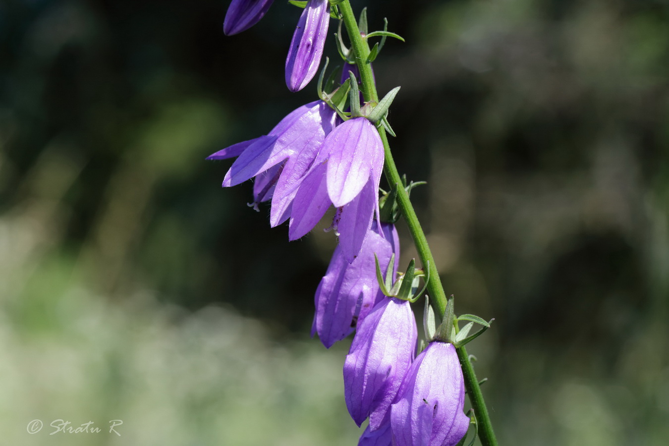 Image of Campanula rapunculoides specimen.