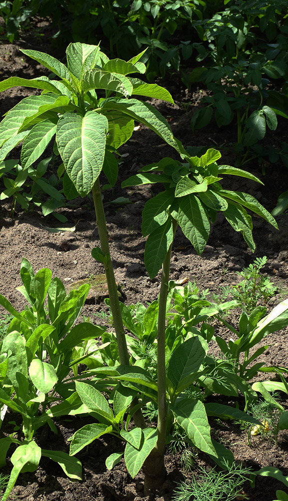 Image of Brugmansia aurea specimen.