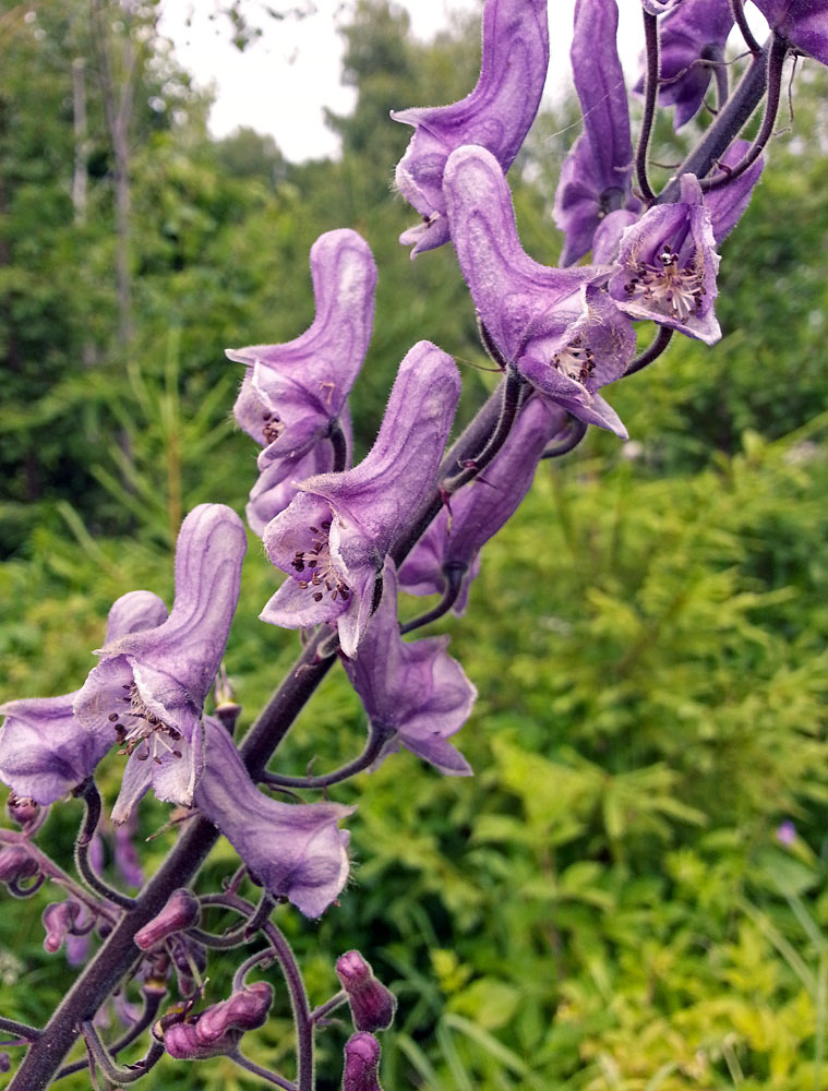 Изображение особи Aconitum septentrionale.