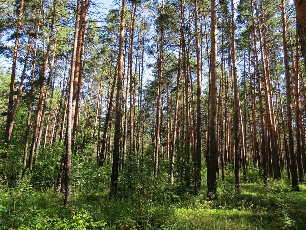 Изображение особи Pinus sylvestris.