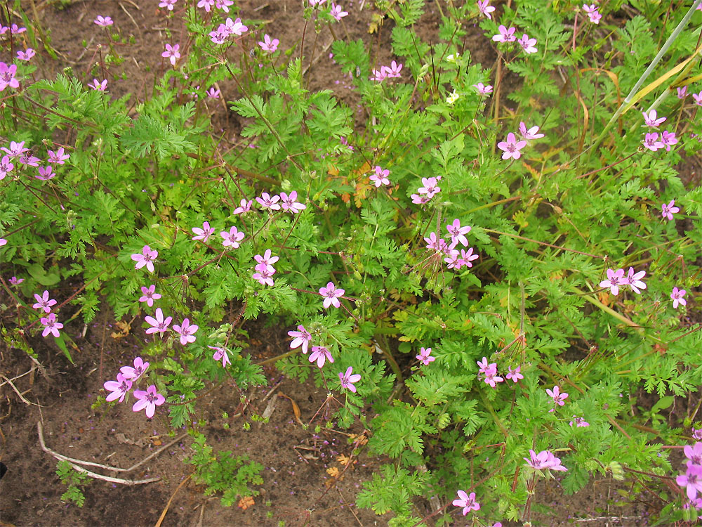 Image of Erodium cicutarium specimen.