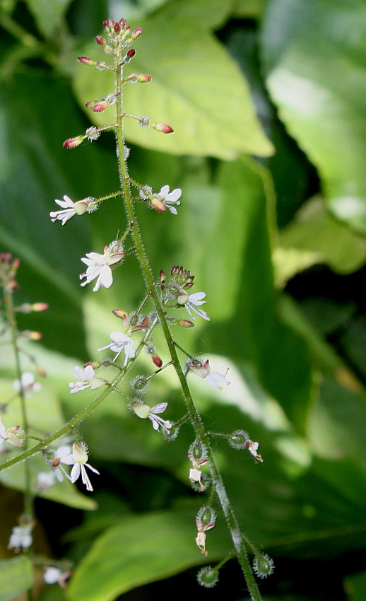 Image of Circaea lutetiana specimen.