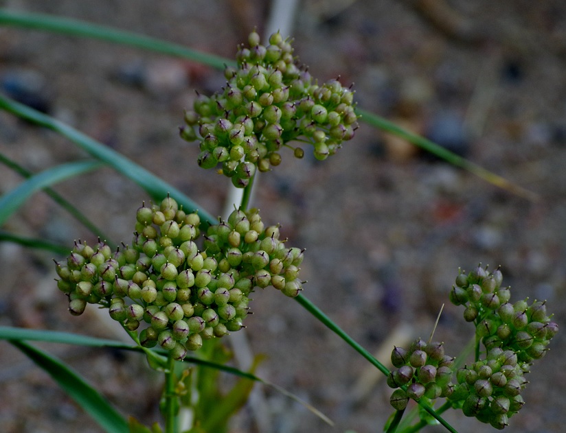 Изображение особи Cardaria repens.