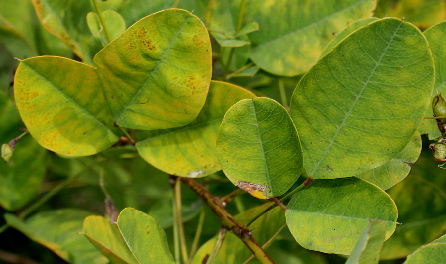 Image of Lespedeza bicolor specimen.