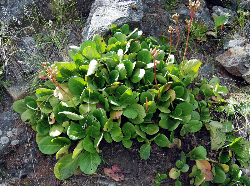 Image of Bergenia crassifolia specimen.