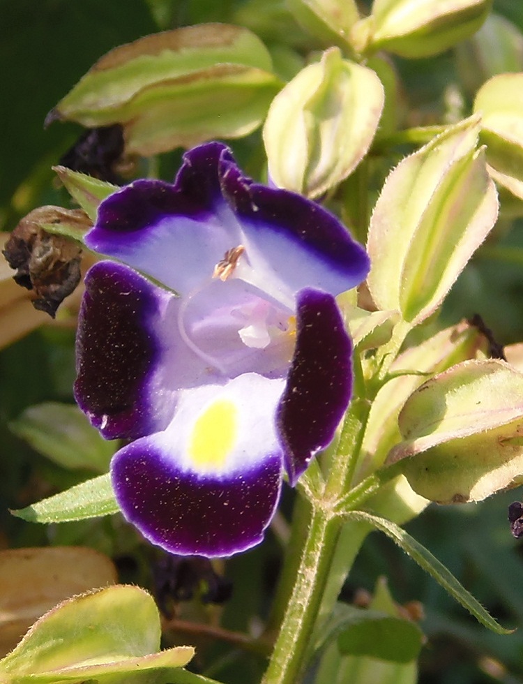 Изображение особи Torenia fournieri.