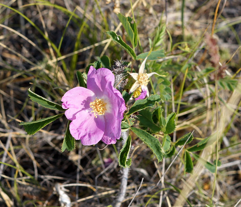 Image of Rosa acicularis specimen.