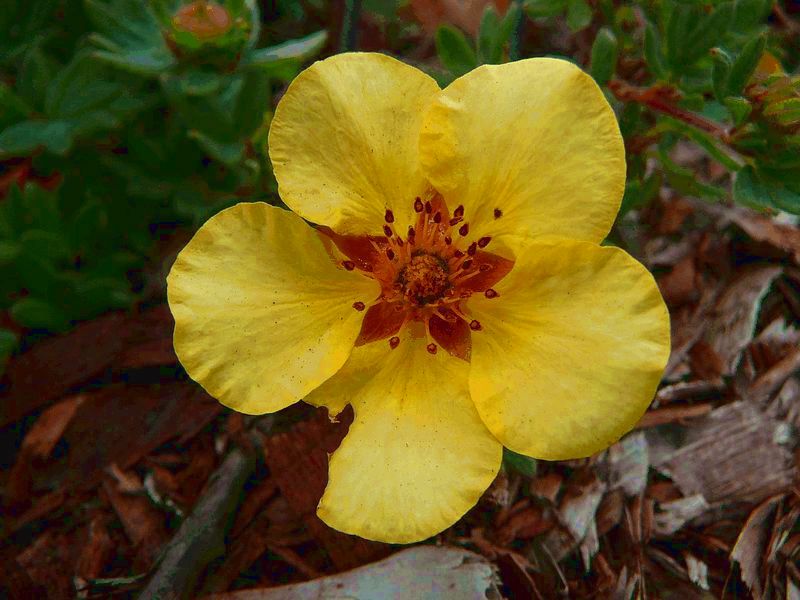 Image of Dasiphora fruticosa specimen.