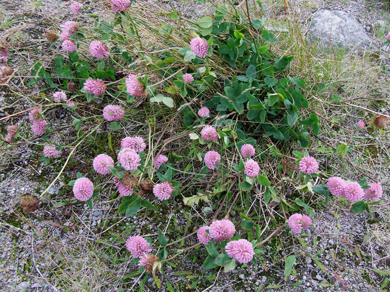 Изображение особи Trifolium pratense.