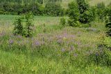 Vicia tenuifolia