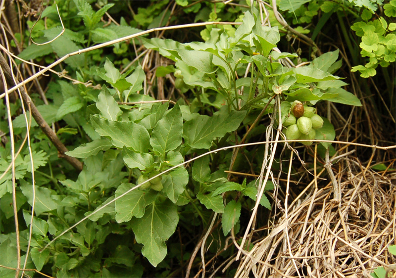 Image of Physochlaina physaloides specimen.