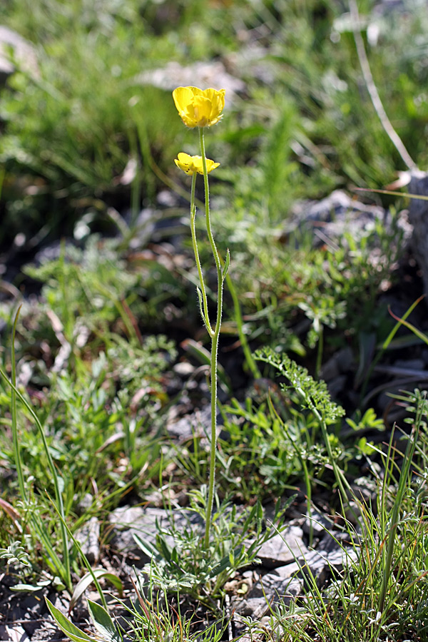 Изображение особи Ranunculus regelianus.