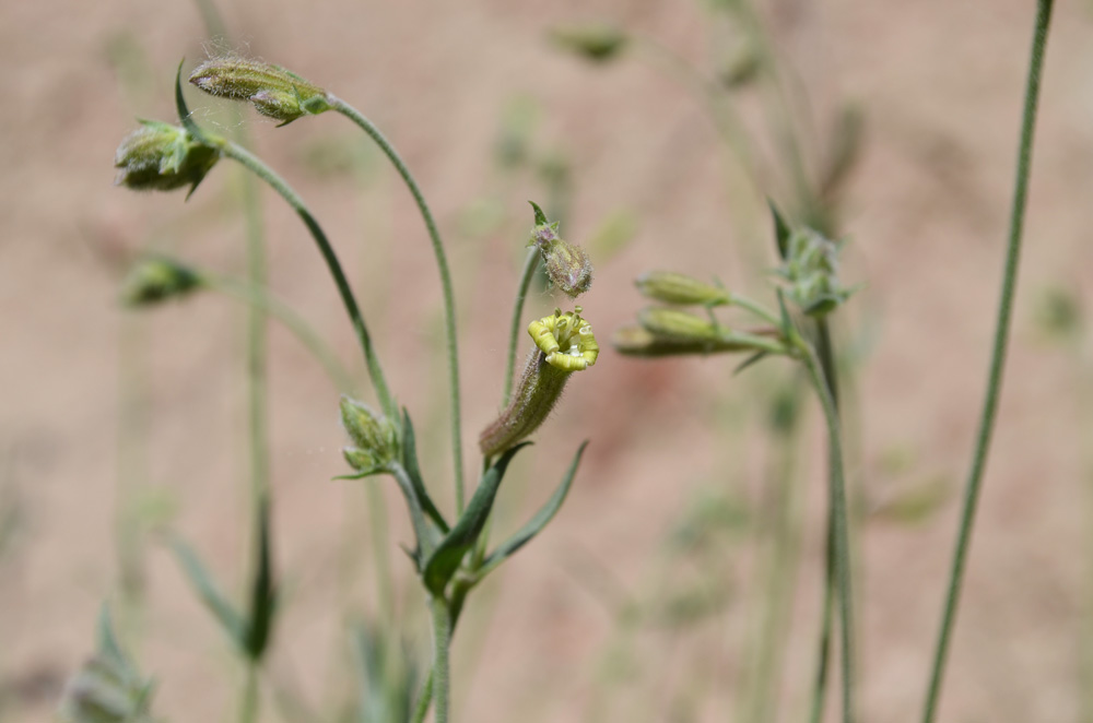 Image of Silene brahuica specimen.