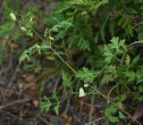 Clematis latisecta. Верхушка цветущего побега. Приморский край, Шкотовский р-н, окр. с. Петровка, остепнённый склон, обращенный к долине р. Петровки. 15.08.2015.