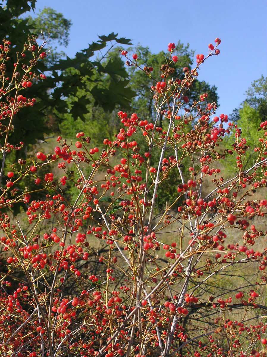 Image of Lonicera tatarica specimen.