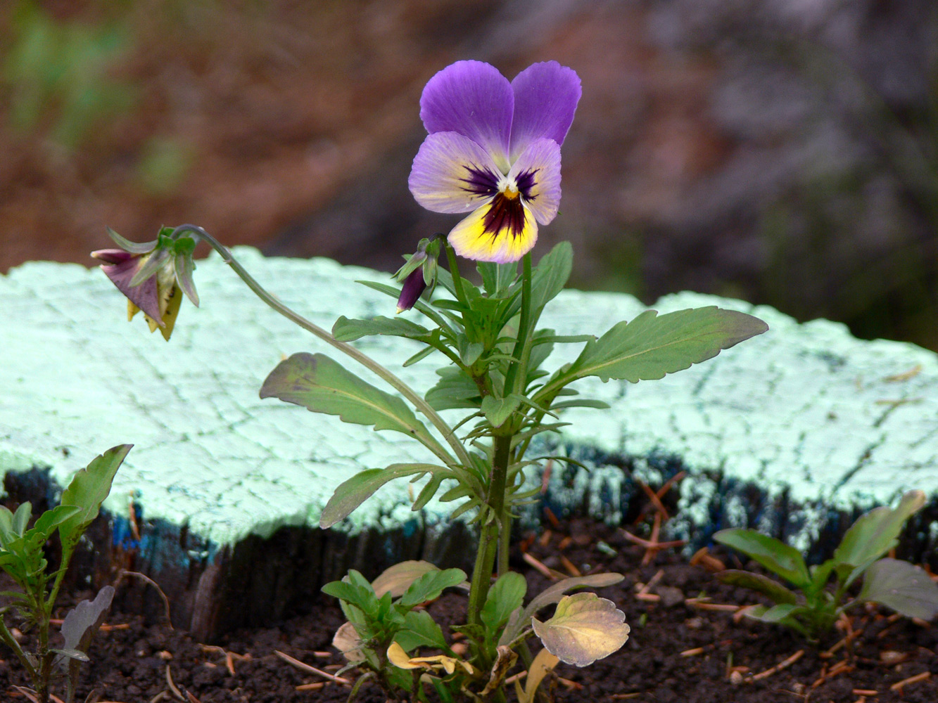 Изображение особи Viola wittrockiana.