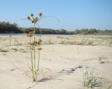 Cyperus glomeratus