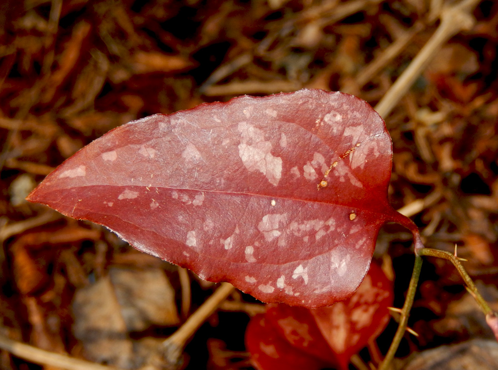 Image of Smilax excelsa specimen.