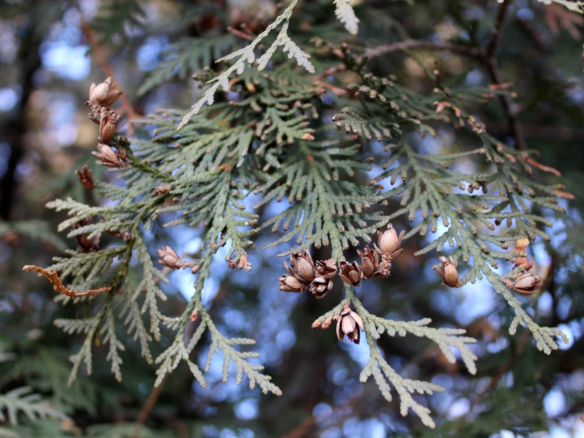 Image of Thuja occidentalis specimen.