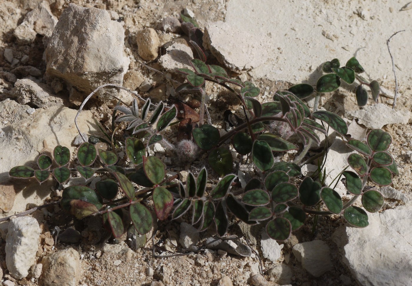 Image of Onobrychis venosa specimen.