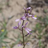 Image of taxon representative. Author is Евгений Комаров