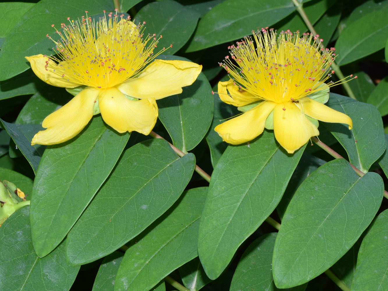 Image of Hypericum calycinum specimen.