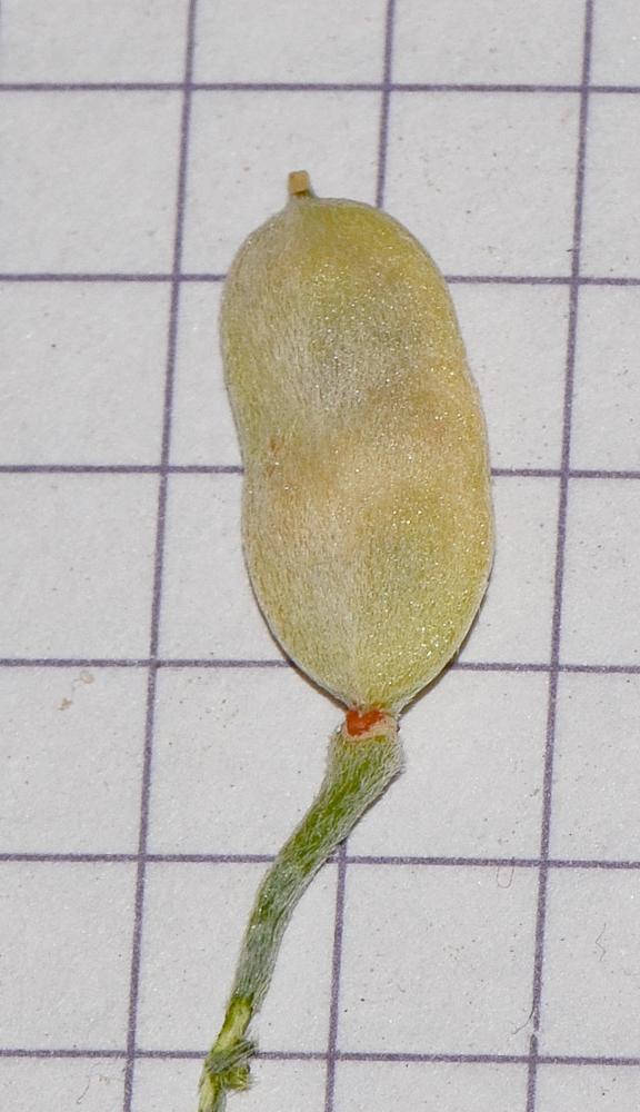 Image of Farsetia aegyptia specimen.