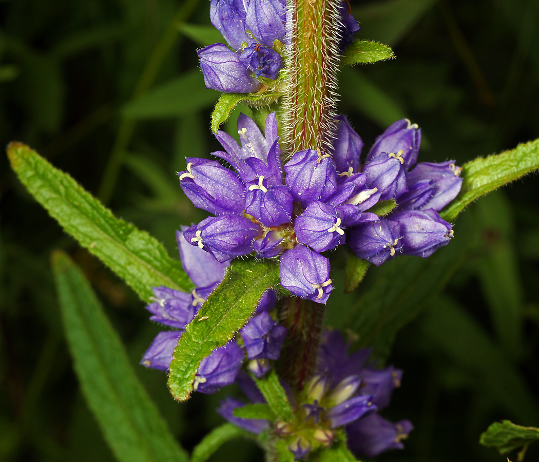 Image of Campanula cervicaria specimen.