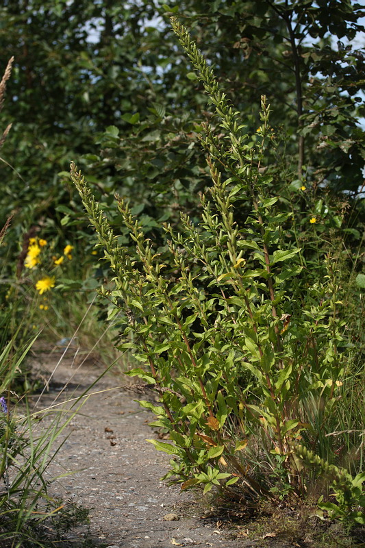 Image of Oenothera rubricaulis specimen.