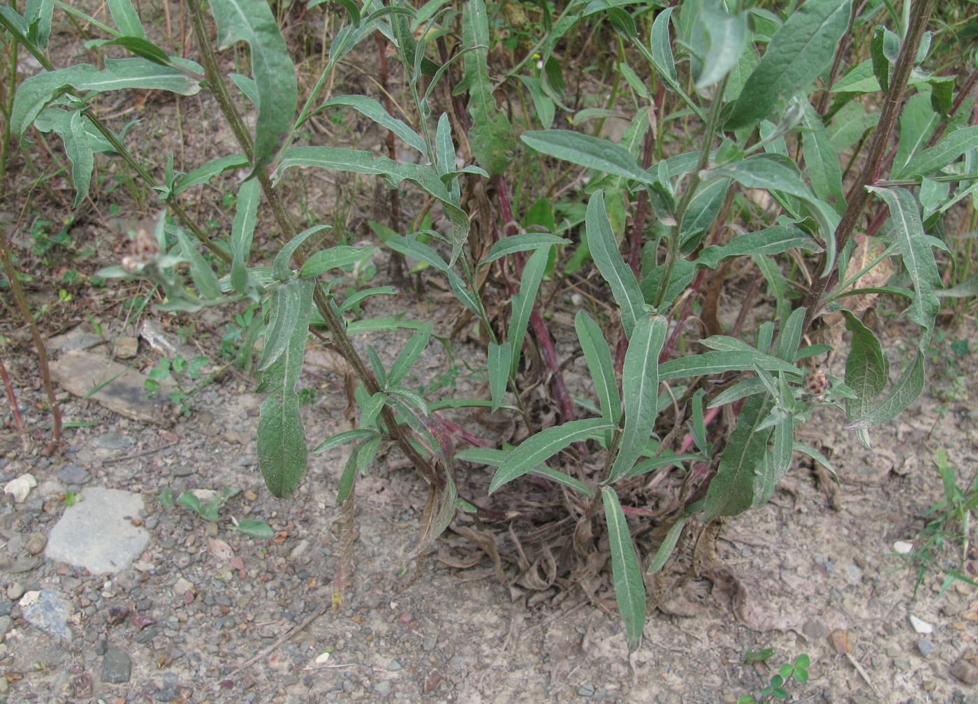 Image of Centaurea jacea ssp. substituta specimen.