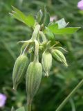 Geranium wlassovianum. Верхушка побега с бутонами. Амурская обл., Бурейский р-н, окр. с. Виноградовка, дубовый лес, небольшая влажная поляна. 25.07.2016.