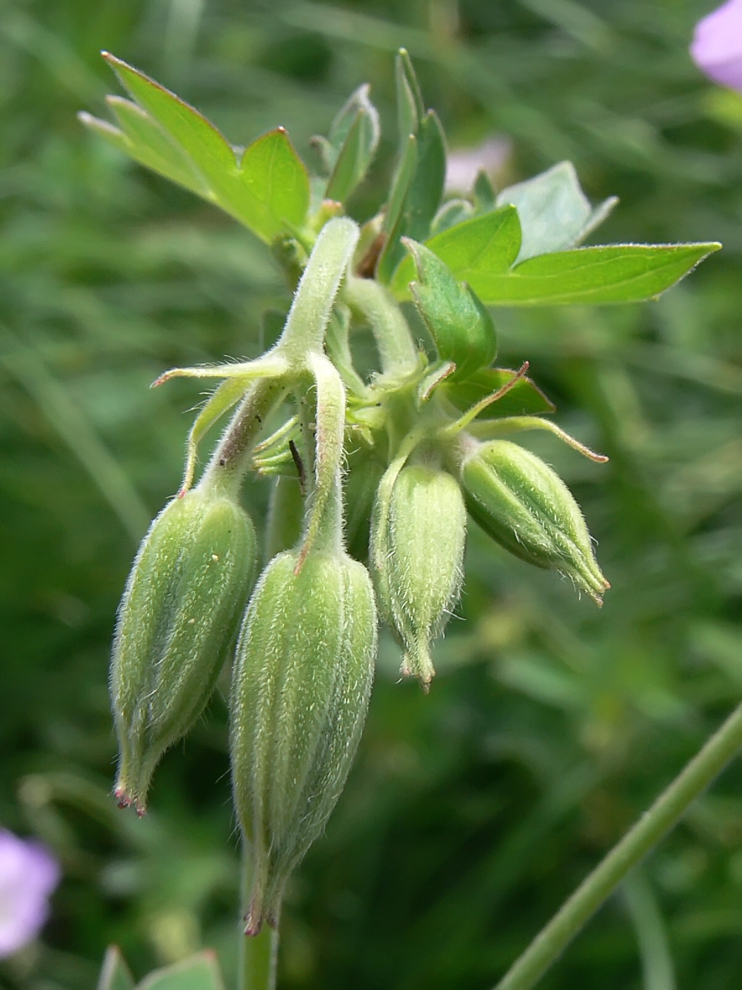 Изображение особи Geranium wlassovianum.