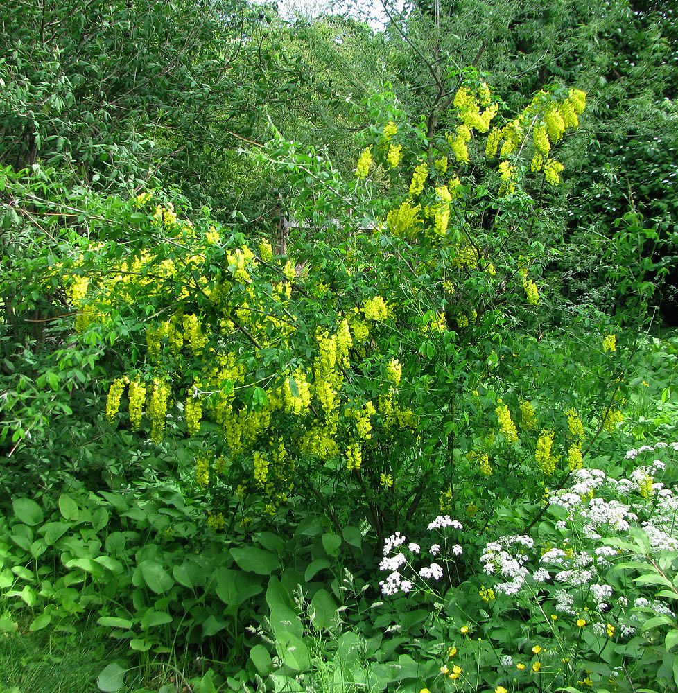 Изображение особи Laburnum alpinum.