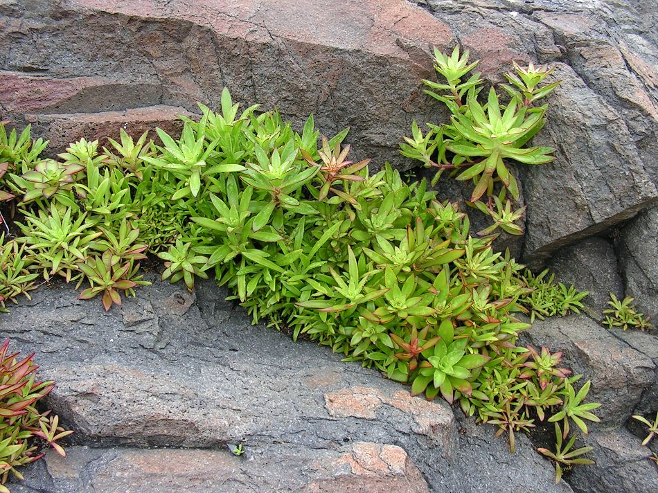 Image of Orostachys maximowiczii specimen.