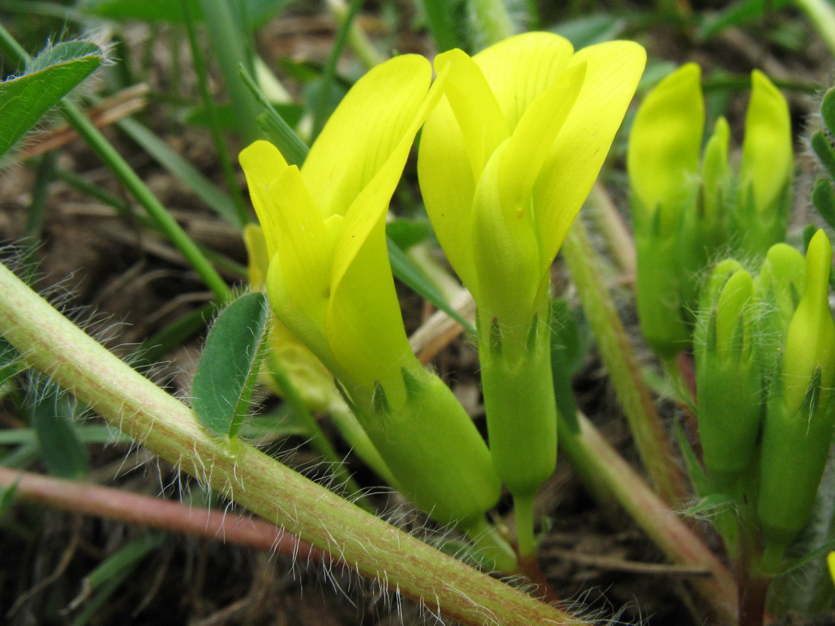 Image of Astragalus chlorodontus specimen.